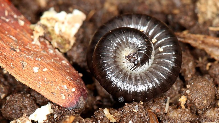 Millipede BY Tas in rotting stump Small 2017-09-30.jpg