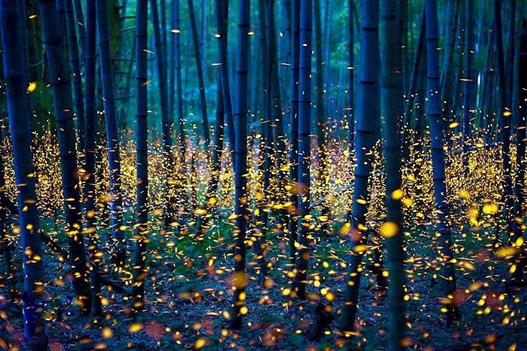 fireflies-long-exposure-photography-2016-japan-19-nomiyama-kei.jpg