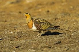 sandgrouse.jpg