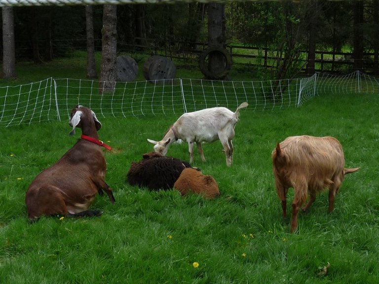 GoatsPremier1Fence.jpg