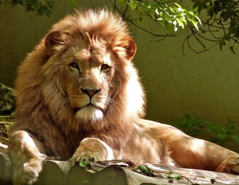 Close-up Portrait of Lion.jpeg