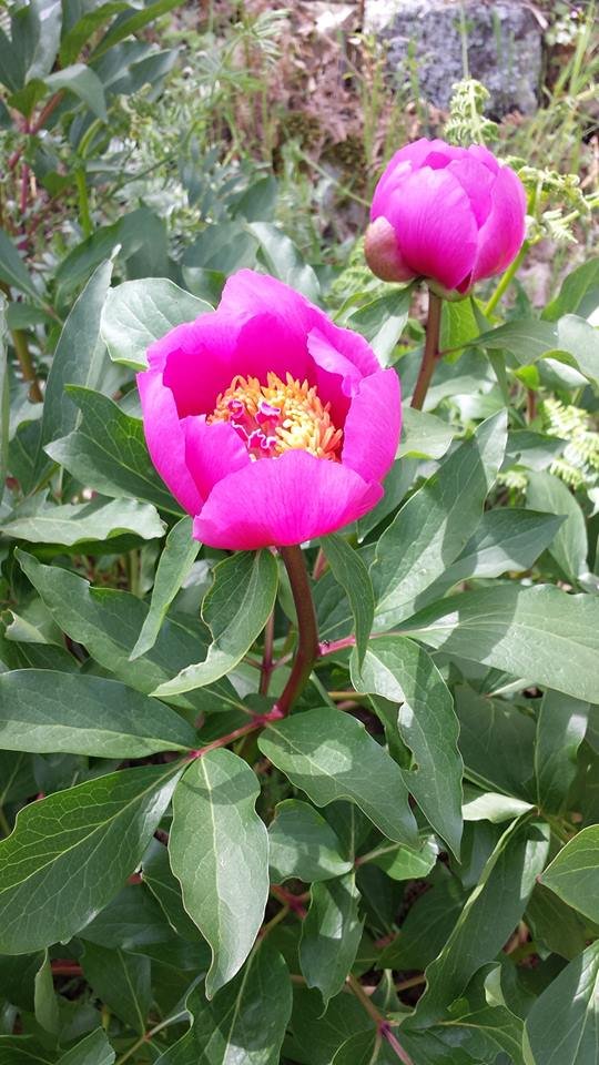 flores frescas con el invierno.jpg