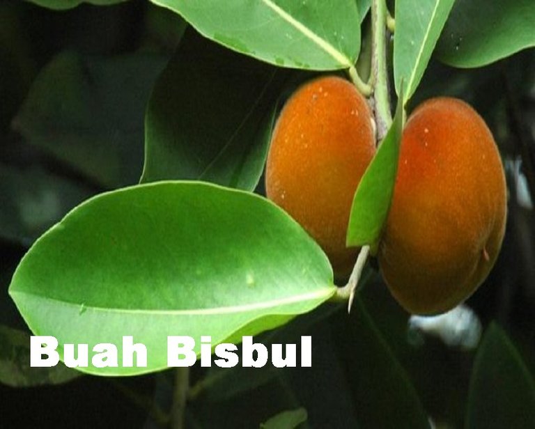 buah-bisbul.jpg