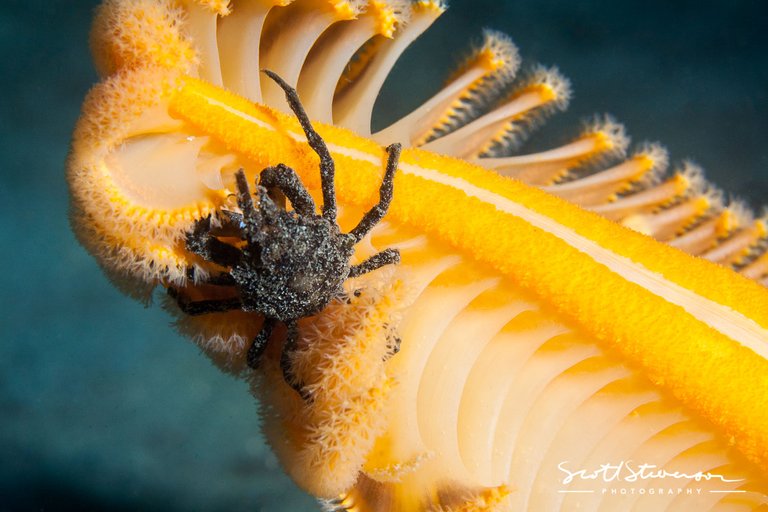 Orange Sea Pen-2.jpg