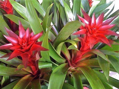 bromeliad1-400x300.jpg