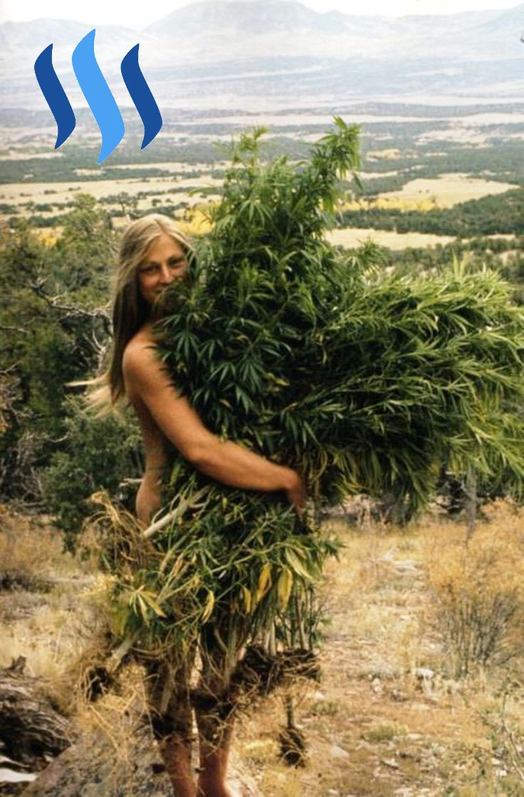 Cannagirl harvest.jpg