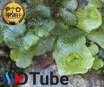 Liverwort-Radula-Marginata.jpg