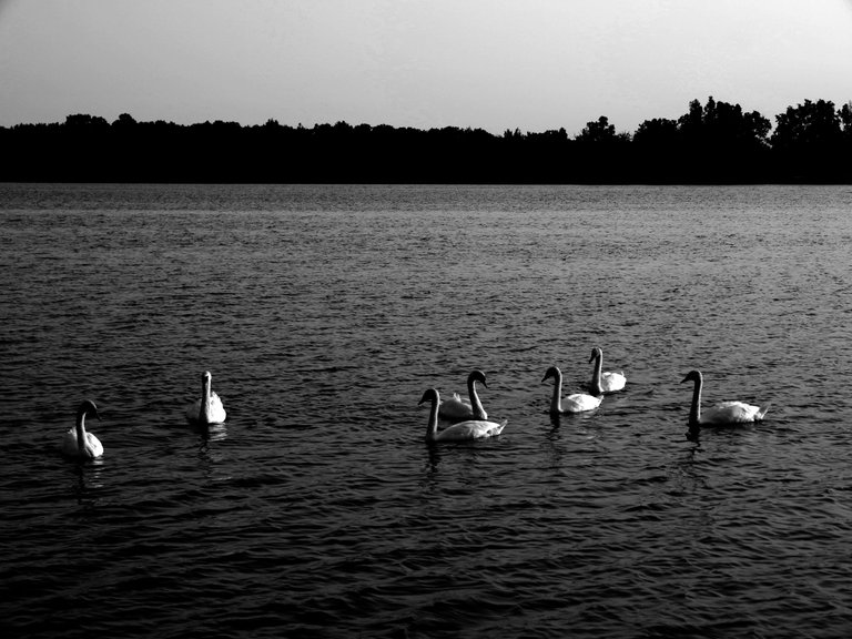 Geese__MONO__P1100657.JPG