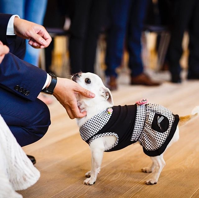 I did a good job 👰🏻🐶🤵🏻💍❤️ #tbt #tbt.jpg