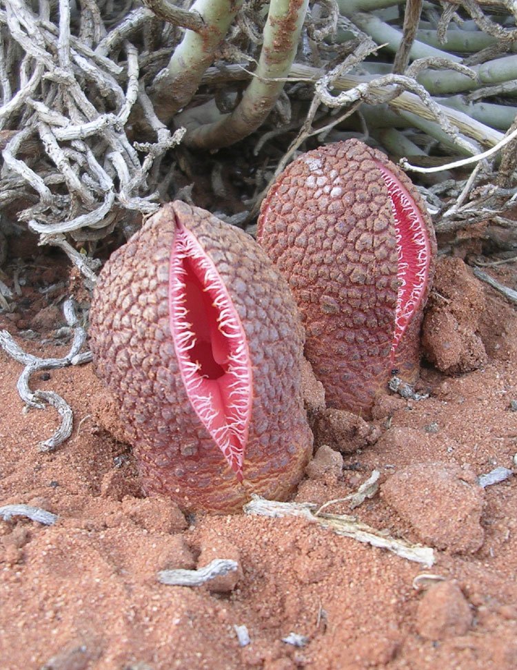 holoparasite_hydnora_africana.jpg