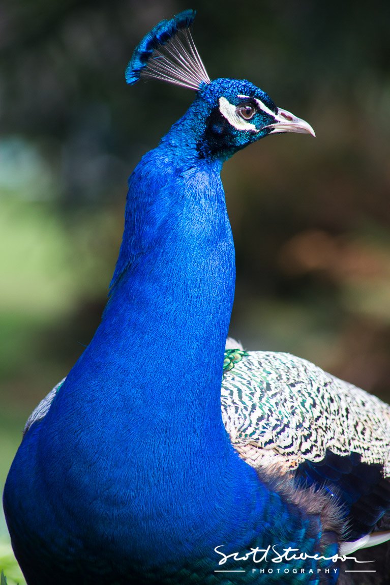 peacock-5.jpg