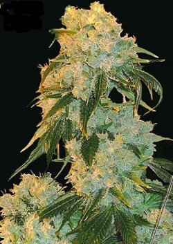 northern-lights-indoor-uk.jpg