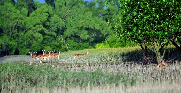 Sundarban-attractive-natural-tourist-place.jpg