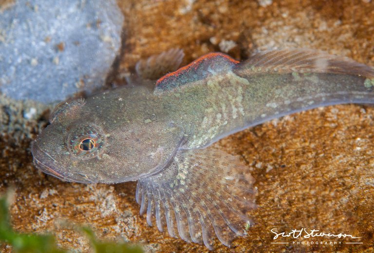 Rosylip Sculpin-2.jpg