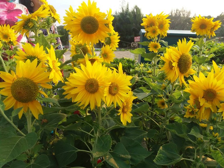 sun flowers 2.jpg