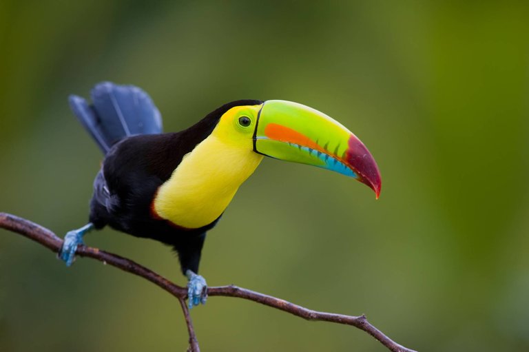 Keel-billed Toucan.jpg