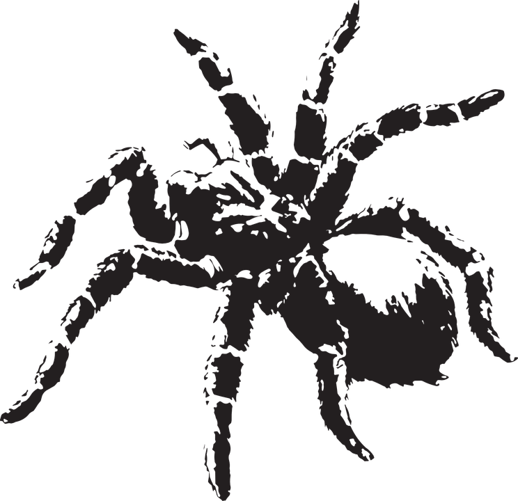 spider-312091_960_720.png