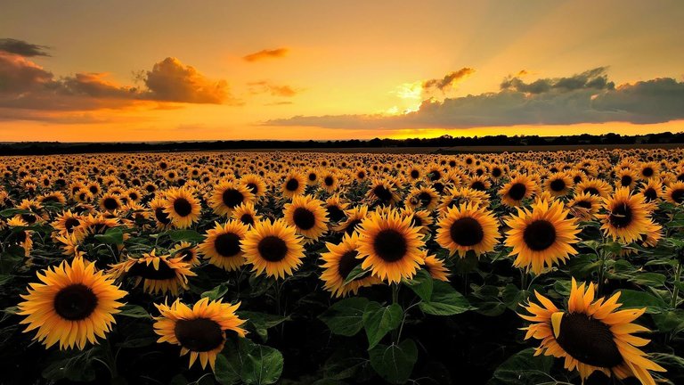 Sunflower-Lecithin.jpg