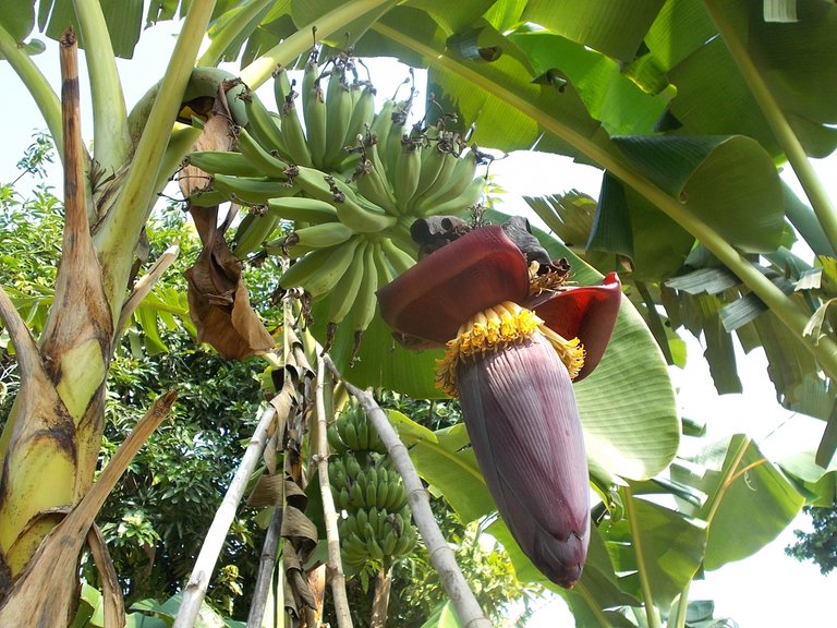 red-banana-flowers.jpg