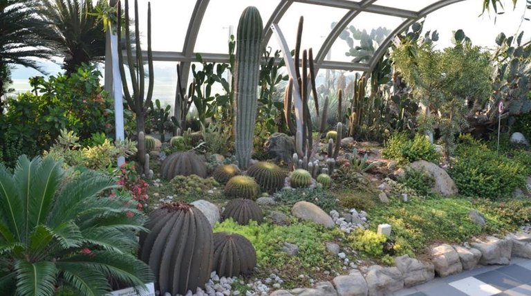 Cactus Garden.JPG