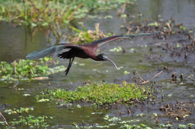 1Glossy Ibis DSC_9397.JPG