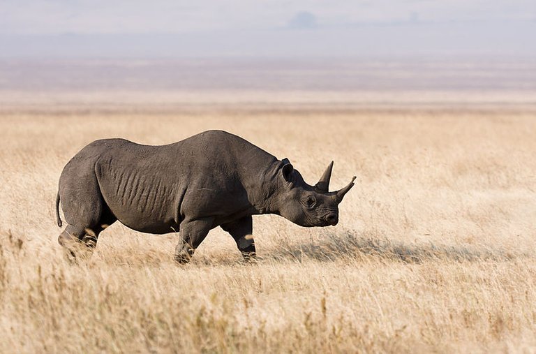 800px-Ngorongoro_Spitzmaulnashorn_edit1.jpg