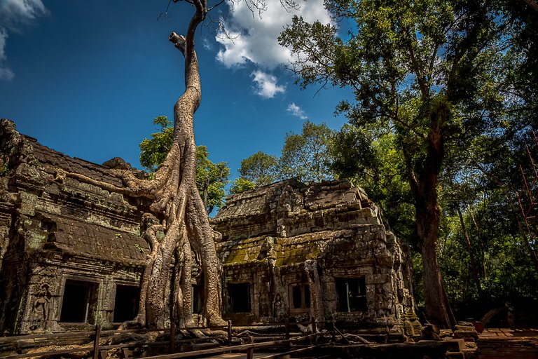 Ta Prohm 12.jpg