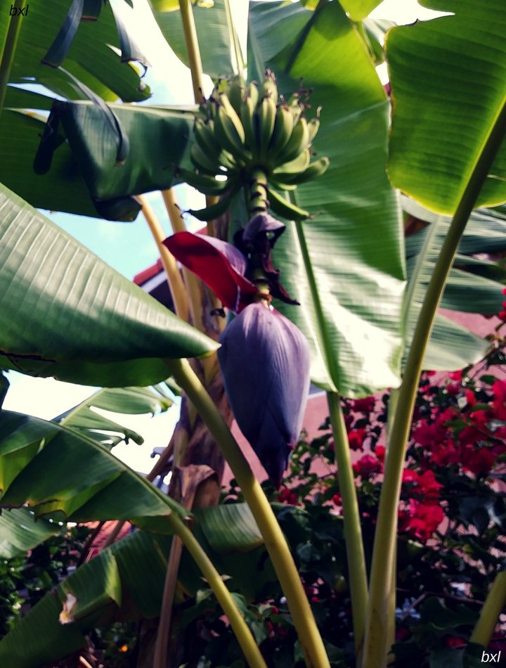 banana tree with pod and fruit bxlphabet.jpg