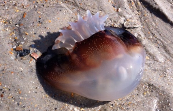 Cannonball Jellyfish.jpg