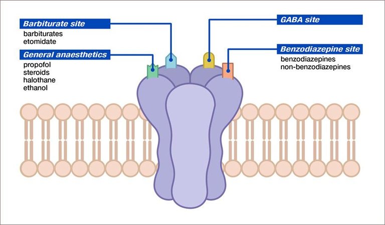 gaba.jpg