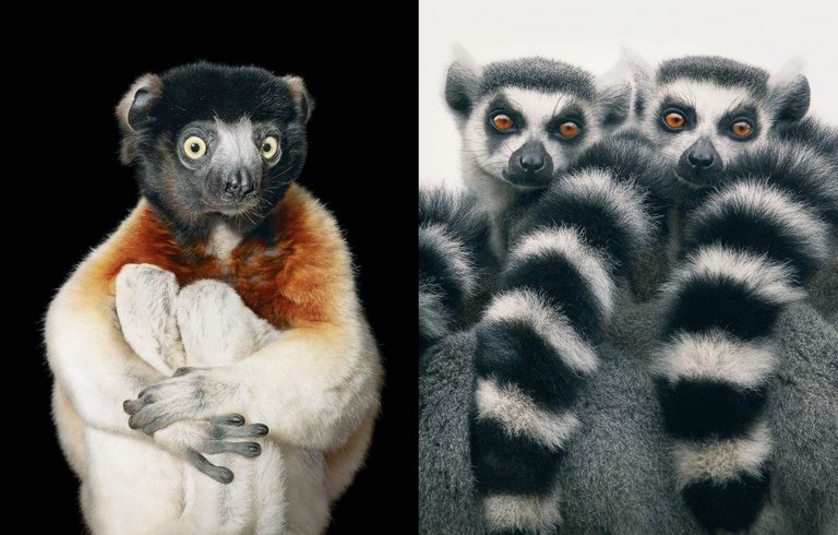 crowned-sifaka-ring-tailed-lemur-1-600x383@2x30435038..jpg