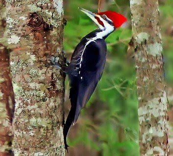 Pileated woodpecker Dryocopus pileatus.jpg