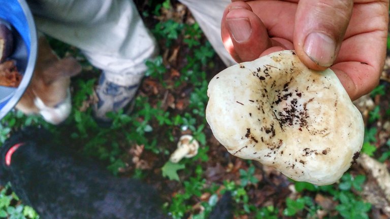 mushroom hunting5.jpeg