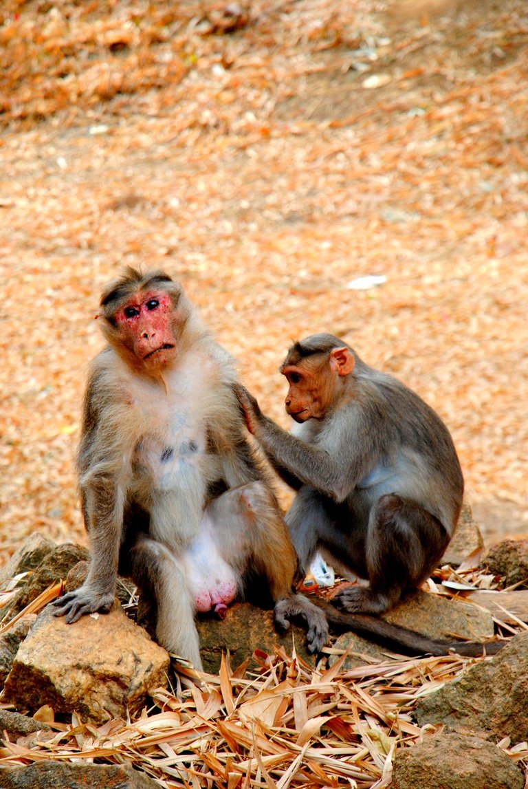 1280px-Monkey_Acts.jpg