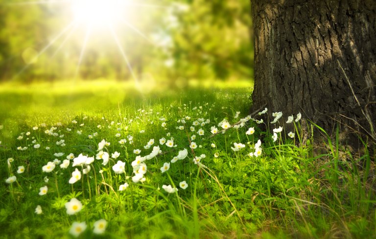 spring-tree-flowers-meadow-60006.jpeg