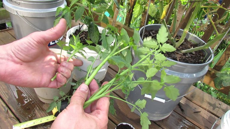 tomato-cuttings-on-deck.jpg