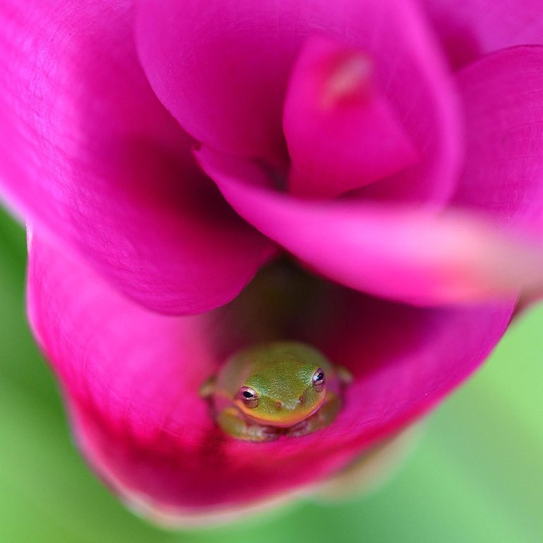 frog flower macro.jpg