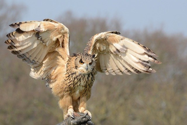 snowy-owl-981653_640.jpg