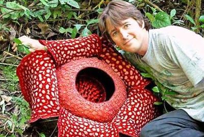 Rafflesia-TNGL.jpg