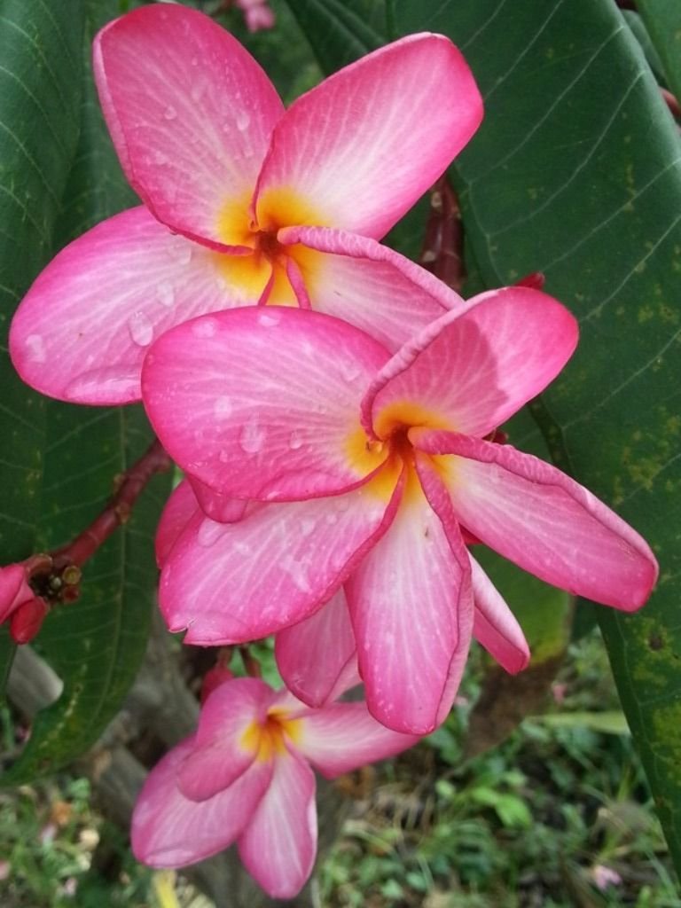 flower after rain1.jpg