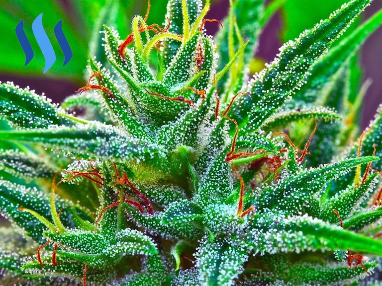 Cannagirl plant closeup.jpg