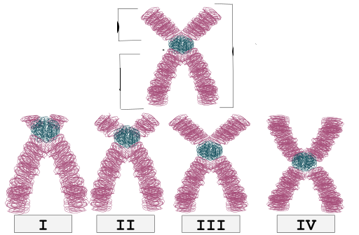 Centromere_Placement.svg.png