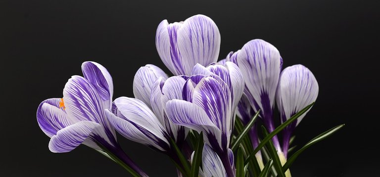 crocus-2139771_960_720.jpg