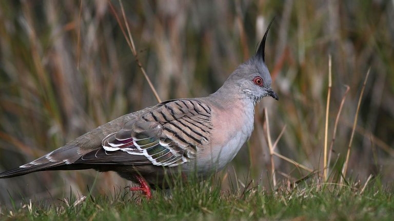 Crested Pigeon Lake King Rutherglen  n2 2017-08-03.jpg