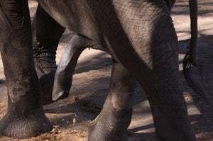 elephant joystick.jpg