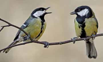 Great-tit-pair-Shirley-Clarke.jpg