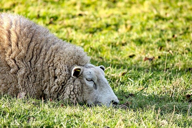 sheep-3119307_640.jpg