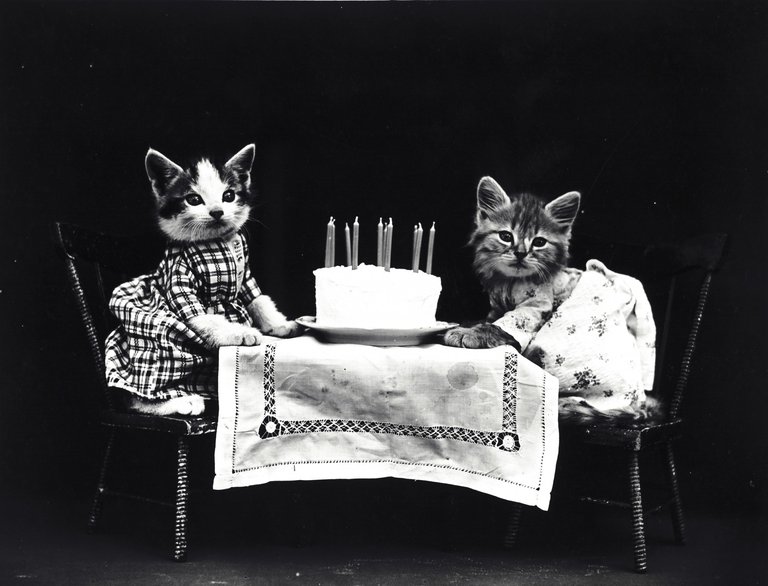 Birthday Kitties.jpg