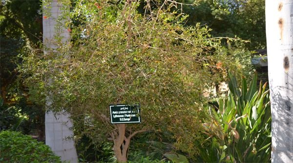 pomegranate-tree.jpg