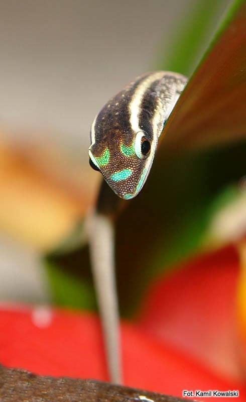 Phelsuma ornata.jpg